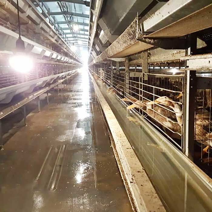 Ανθεκτικό αυτόματο παπιών κλουβιών κλουβί παπιών εργοστασίων εμπορικό για τα αυγά